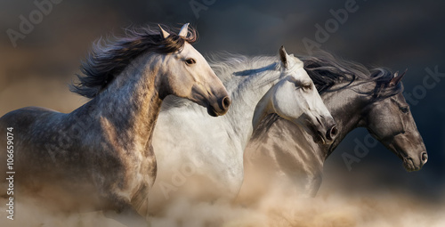 Konie z długą grzywą biegną galopem w pustynnym pyle
