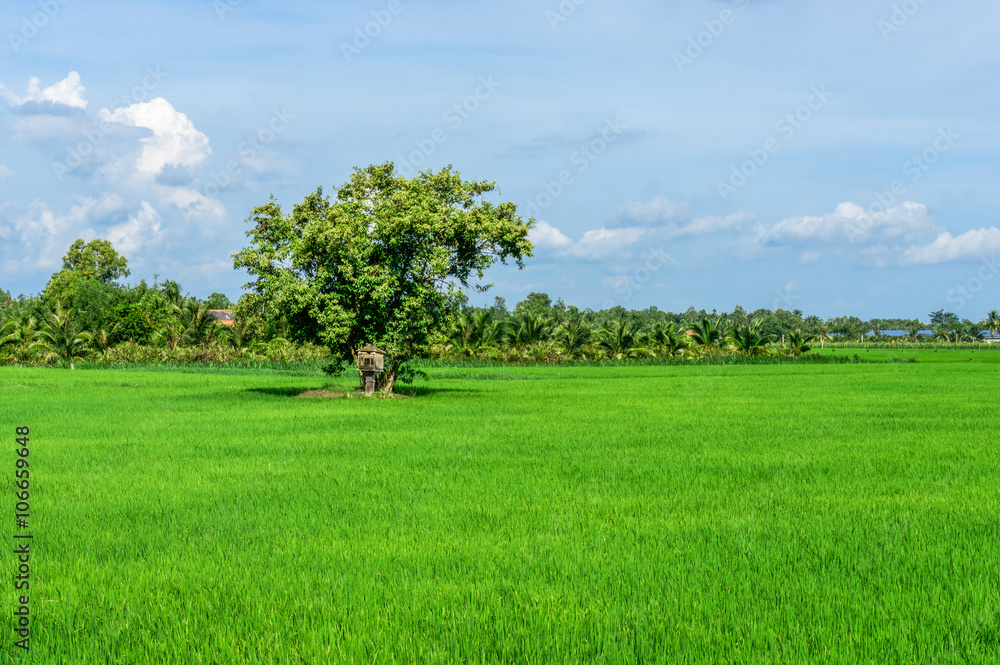 Obraz premium Lonely tree in green field 
