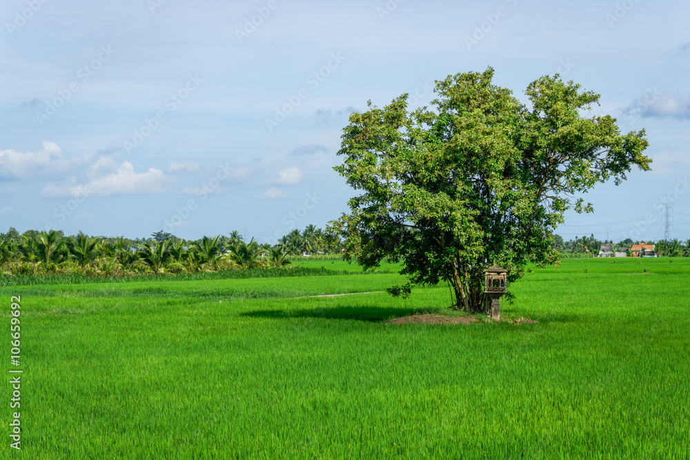 Lonely tree in the green rice field
