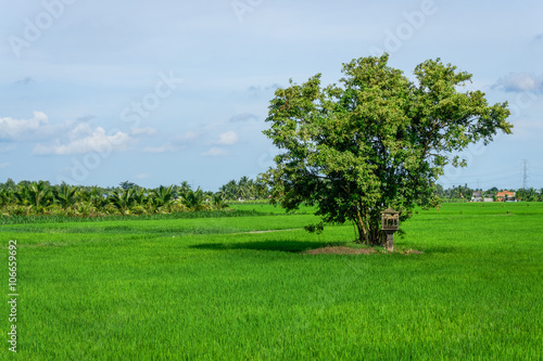 Lonely tree in the green rice field 