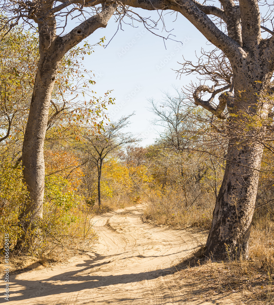 Dirt Road Botswana