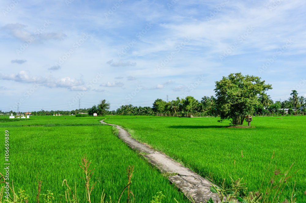 Naklejka premium Lonely footpath in field 