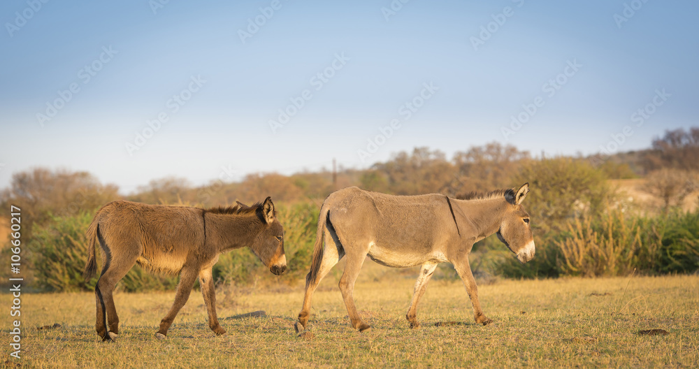 Fototapeta premium Donkey in Botswana