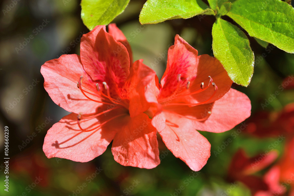 Obraz premium ツツジの花/山形県で綺麗な「ツツジの花」を撮影した写真です。