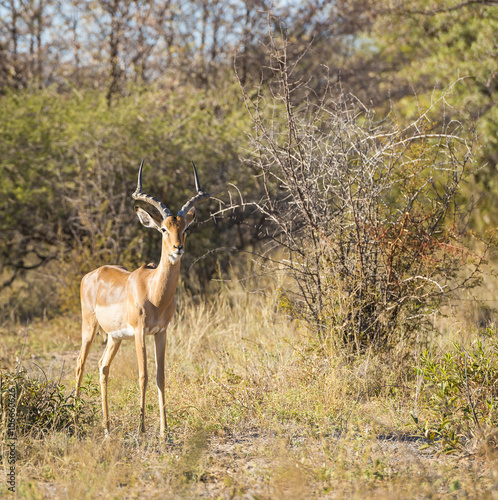 Impala Africa