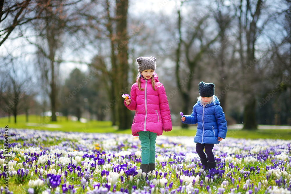 Two little sisters picking crocus flowers on beautiful blooming crocus meadow Two little sisters picking crocus flowers on beautiful blooming crocus meadow