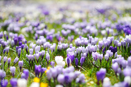 Blooming crocus flowers in the park. Spring landscape.