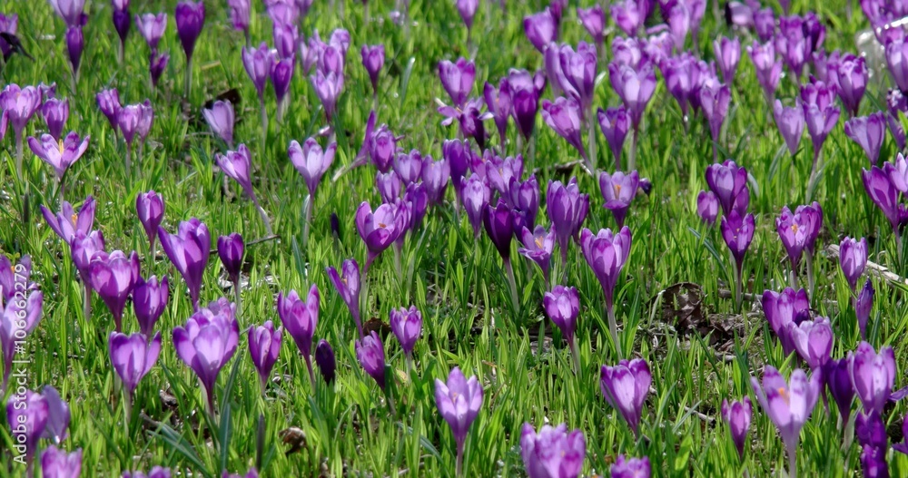 Beautiful Spring Purple Fild of Crocuses Beautiful Spring Purple Fild of Crocuses