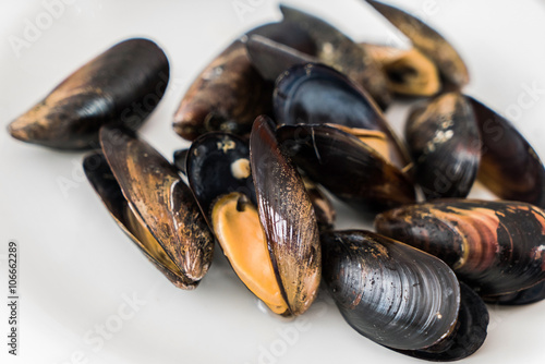 sea mussels