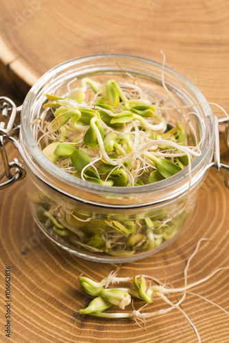 green young sunflower sprouts in the jar