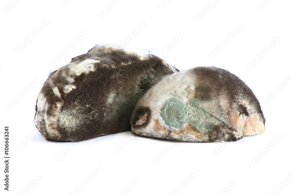 Mold on the bread Mold on the bread