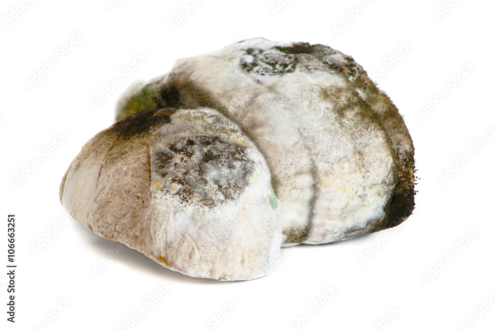 Obraz premium Mold on bread on white