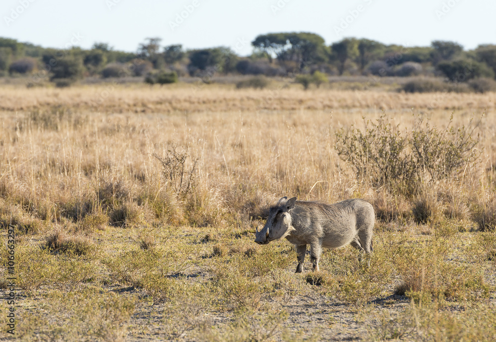 Fototapeta premium Warthog