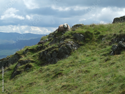 Sheep on Illgill Head photo