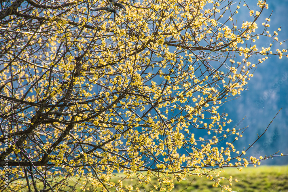 Fototapeta premium Blühende Dirndlzweige