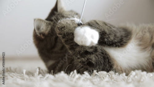 cat playing with a toy