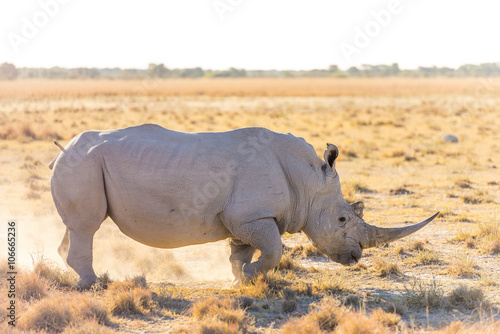 White Rhino Marking Territory