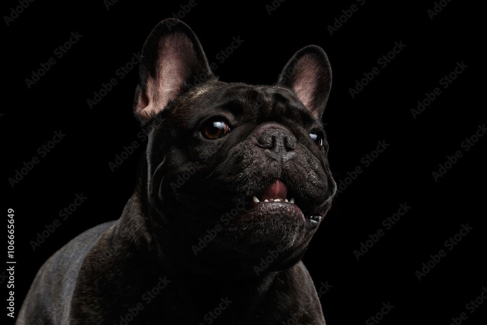 Close-up Portrait of Funny Smiled French Bulldog Dog, Curiously Looking Close-up Portrait of Funny Smiled French Bulldog Dog, Curiously Looking