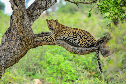 Leopard relaxing in tree