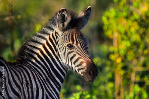 Zebra faul