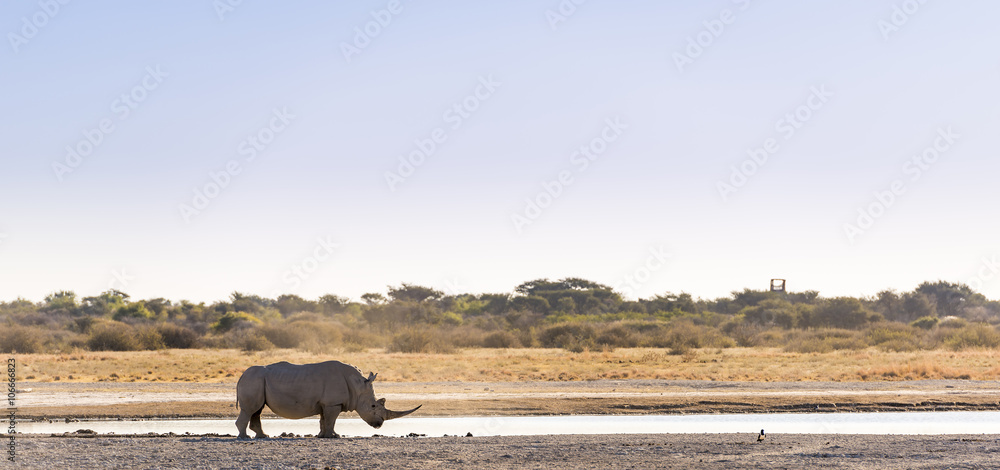 Fototapeta premium White Rhinoceros Africa