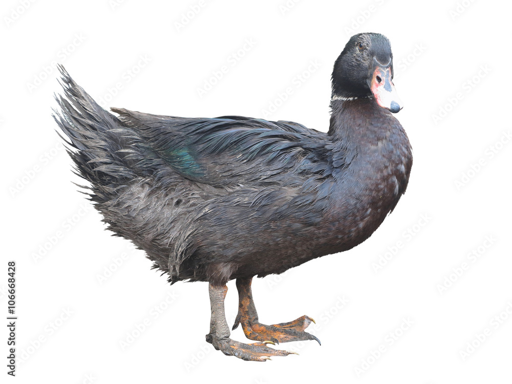 Black dirty duck isolated over white background Black dirty duck isolated over white background