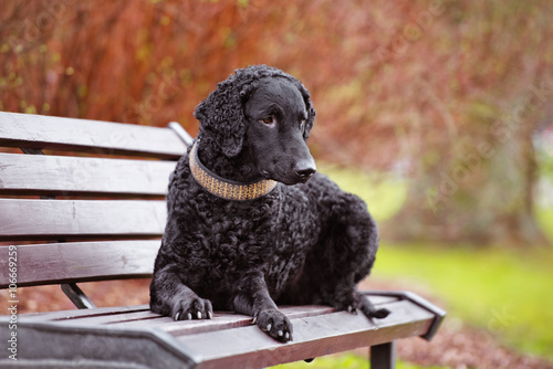 Fototapeta curly coated retriever dog lying down on a bench