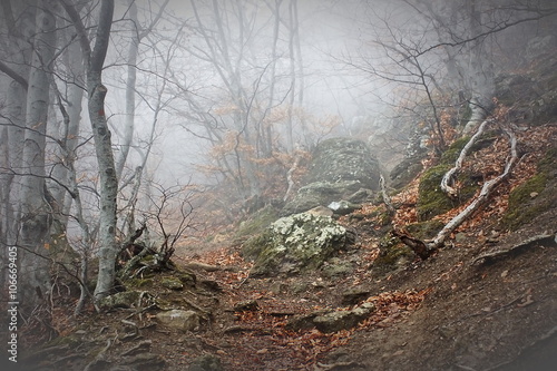 Fog in beech forest in mountains