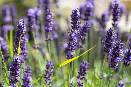 Gardens with the flourishing lavender