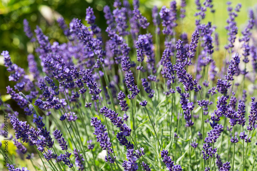 Fototapeta Naklejka Na Ścianę i Meble -  Gardens with the flourishing lavender
