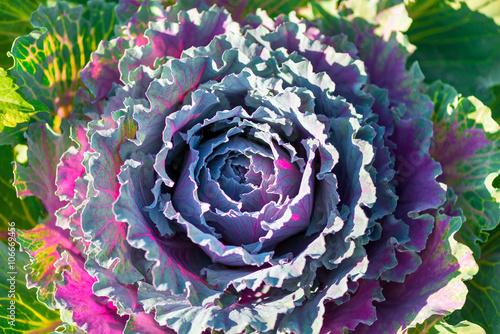 purple cabbage growing in the garden view from above