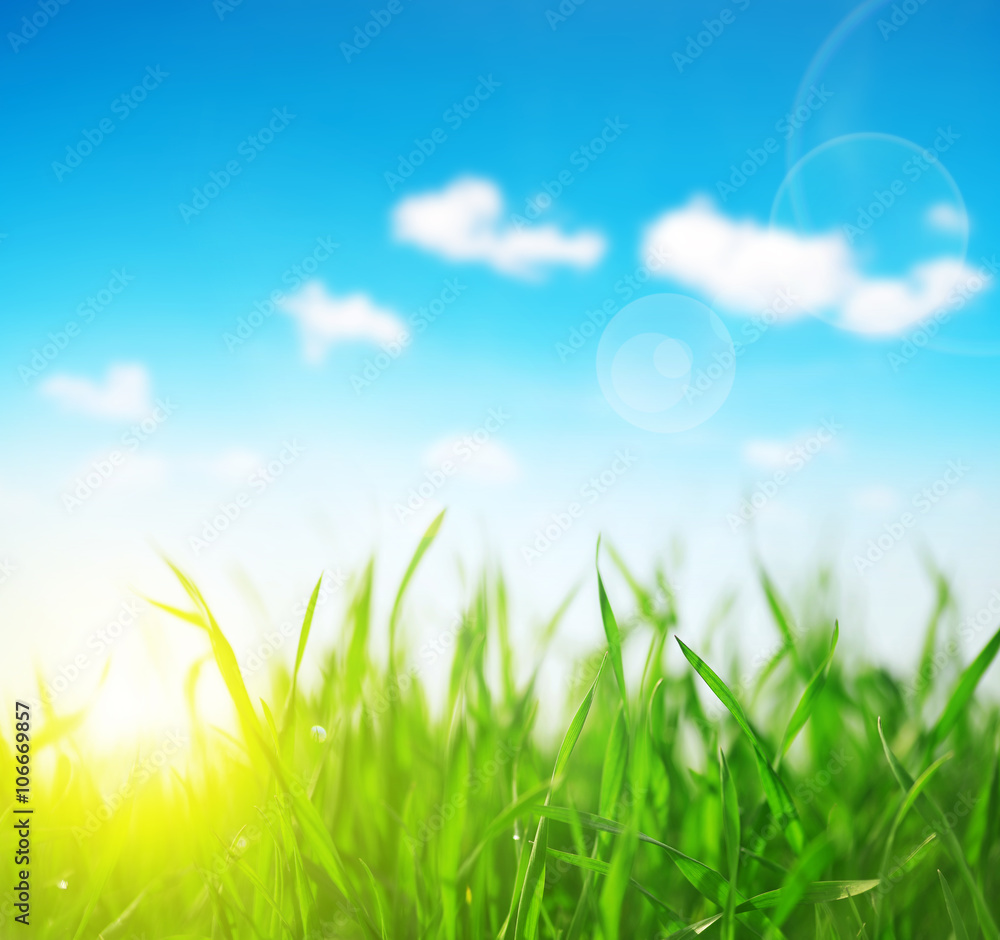 Fresh green grass closeup. Soft Focus. Nature Background Fresh green grass closeup. Soft Focus. Nature Background