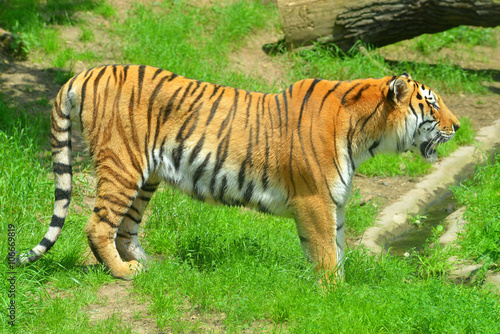 Siberian Tiger