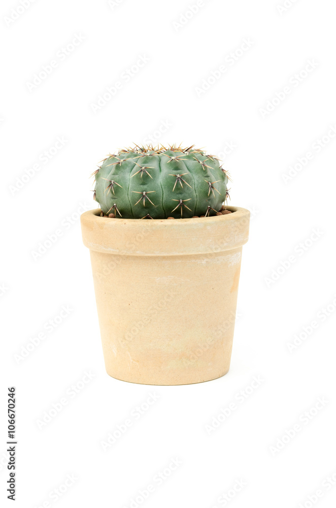 custom made wallpaper toronto digitalgymnocalycium ochoterenae in clay pot isolated on white