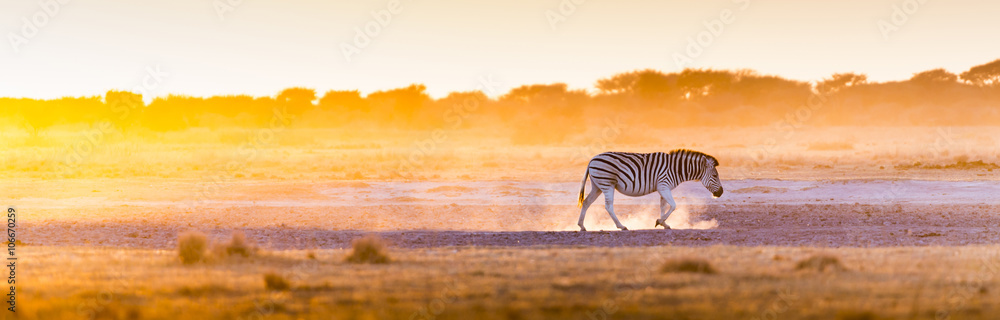 Zebra Sunset Africa - obrazy, fototapety, plakaty 