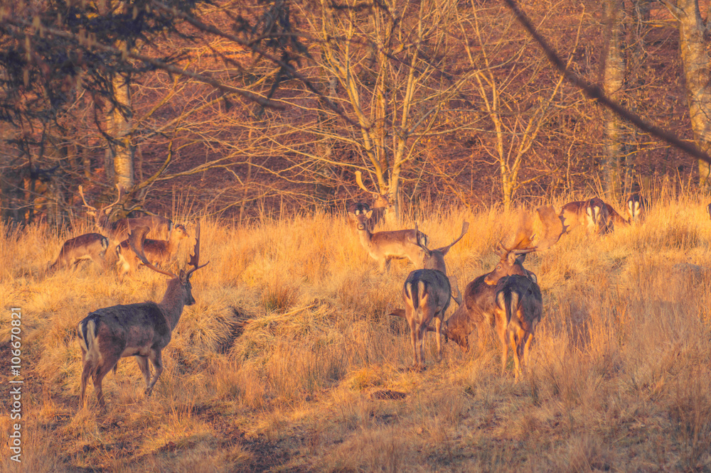 Deers on a forest meadow Deers on a forest meadow