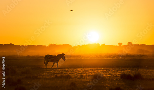 Fototapeta Naklejka Na Ścianę i Meble -  Zebra Sunset Botswana