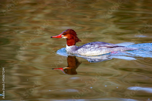 Female Common Merganser photo