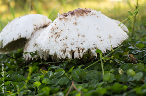 Fotografie Cute bedraggled mushroom on grass