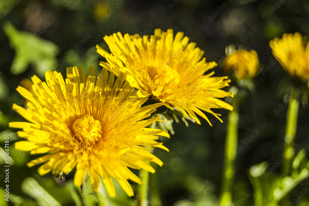 Fototapeta premium Left Yellow Dandelion