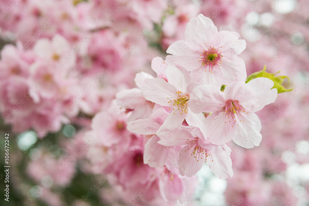 Sakura flower early bloom in mid march, Tokyo, Japan Sakura flower early bloom in mid march, Tokyo, Japan