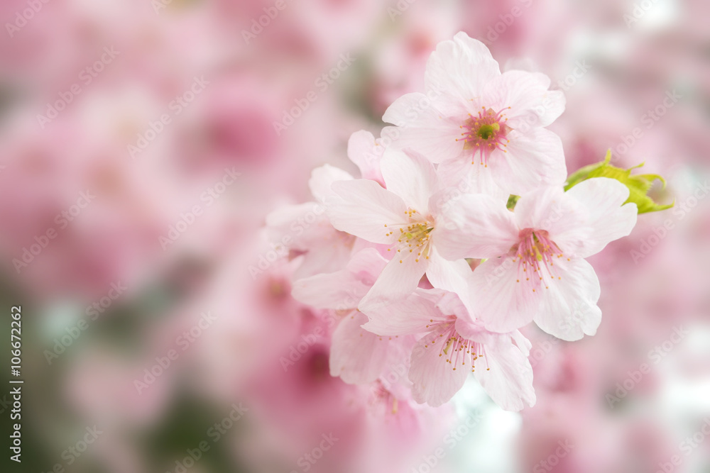 Sakura flower bloom blurry soft focus for dreamy concept backgro Sakura flower bloom blurry soft focus for dreamy concept backgro