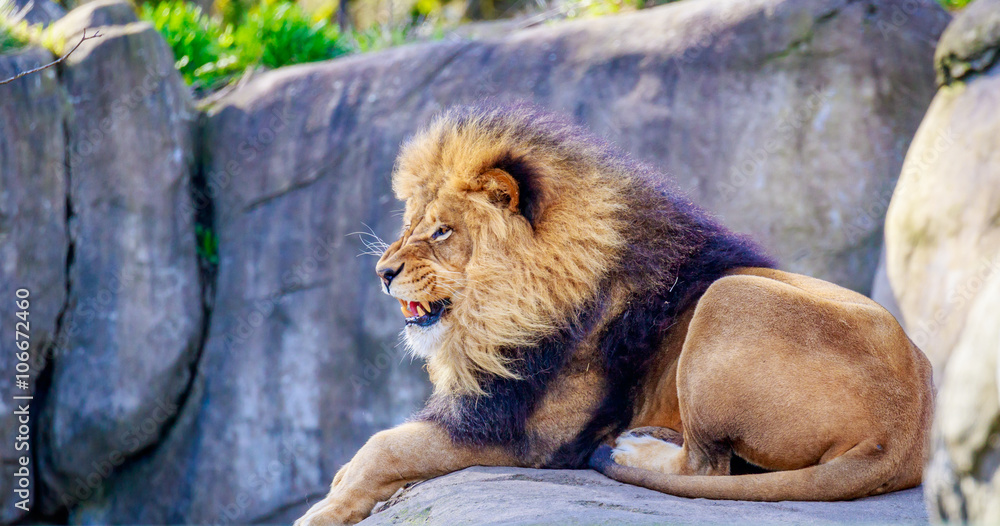 Obraz premium Lion on Rock