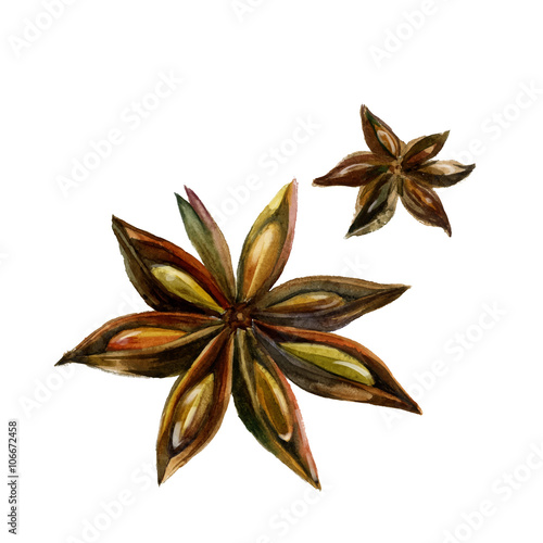 Watercolor anise isolated