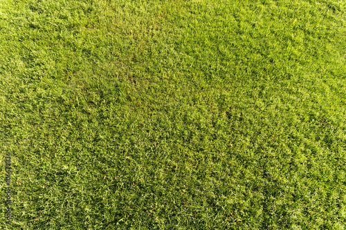 Fresh green grass as a background