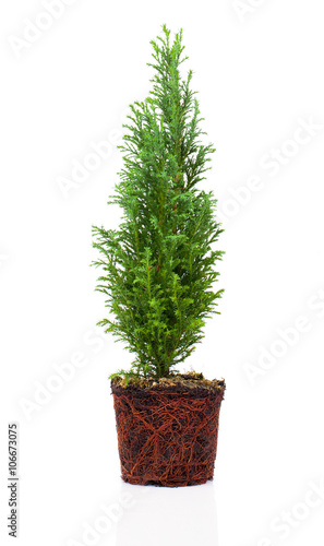 Cypress, thuja with roots isolated on white background