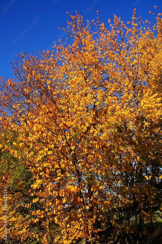 goldgelb gefärbte Kirschbaumkrone im Herbst
goldgelb gefärbte Kirschbaumkrone im Herbst