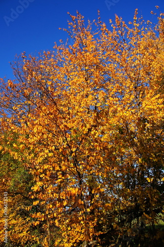 goldgelb gefärbte Kirschbaumkrone im Herbst
