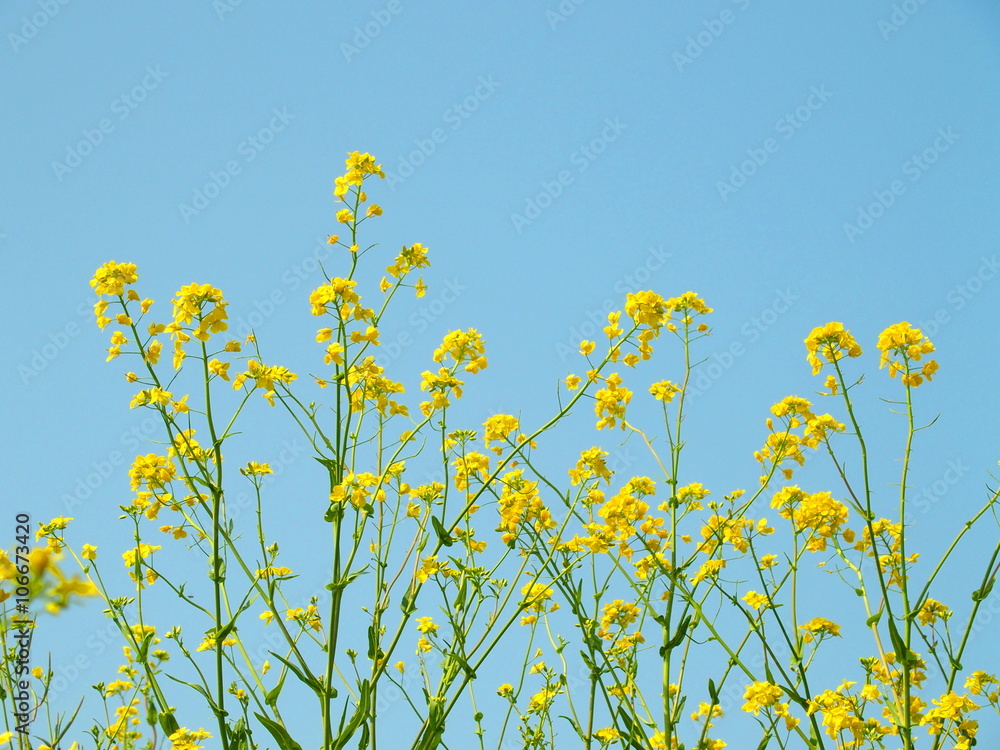 菜の花と青空 菜の花と青空