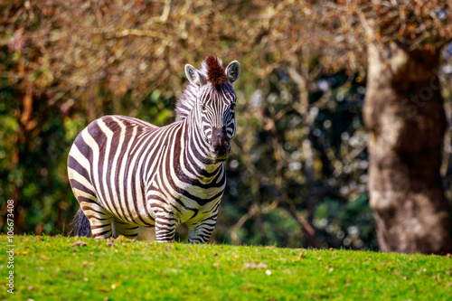 Plains Zebra on Meadow
